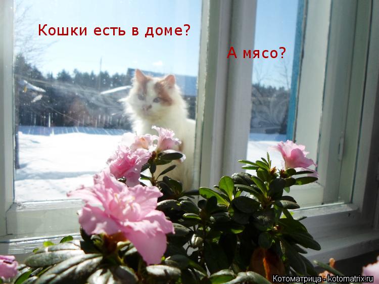 Котоматрица: Кошки есть в доме? А мясо?