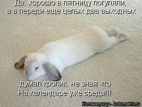 Котоматрица: Да, хорошо в пятницу погуляли,  а в переди еще целых два выходных думал кролик, не зная что На календаре уже среда!!!