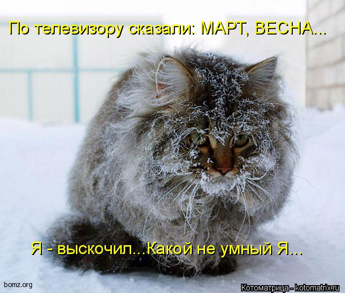 Котоматрица: По телевизору сказали: МАРТ, ВЕСНА... Я - выскочил...Какой не умный Я...