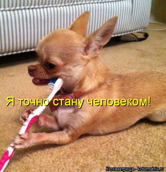Котоматрица: Я точно стану человеком!