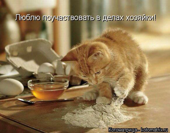 Котоматрица: Люблю поучаствовать в делах хозяйки!