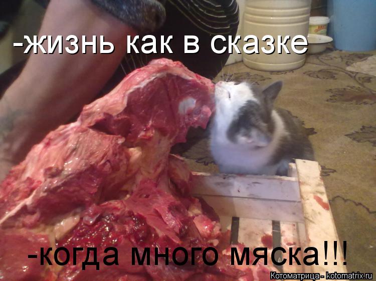 Котоматрица: -жизнь как в сказке -жизнь как в сказке -когда много мяска!!!