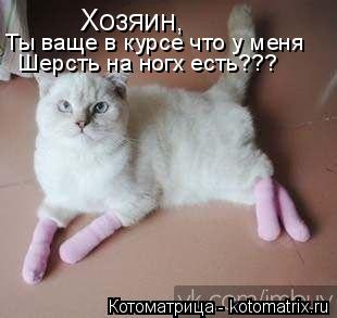 Котоматрица: Хозяин,  Ты ваще в курсе что к меня  Шерсть на ногх есть??? Ты ваще в курсе что у меня