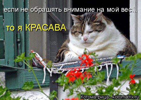 Котоматрица: если не обрашять внимание на мой вес... то я КРАСАВА