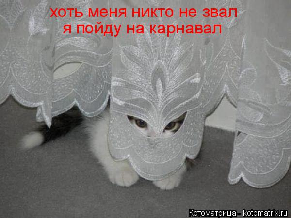 Котоматрица: хоть меня никто не звал я пойду на карнавал