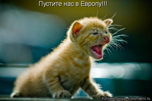 Котоматрица: Пустите нас в Европу!!!