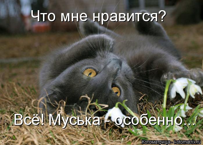Котоматрица: Всё! Муська - особенно... Что мне нравится?