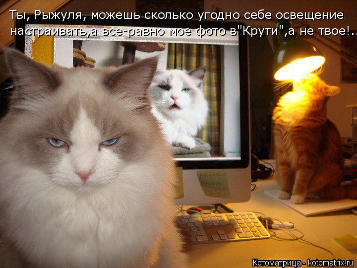 Котоматрица: настраивать,а все-равно мое фото в"Крути",а не твое!.. Ты, Рыжуля, можешь сколько угодно себе освещение