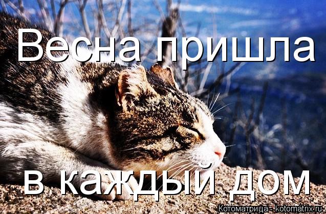 Котоматрица: Весна пришла в каждый дом