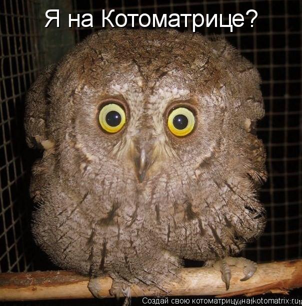 Котоматрица: Я на Котоматрице?