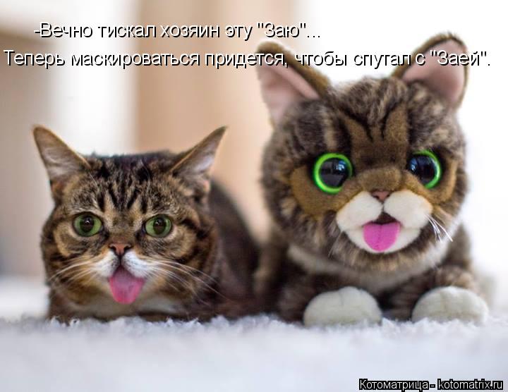 Котоматрица: -Вечно тискал хозяин эту "Заю"... Теперь маскироваться придется, чтобы спутал с "Заей".