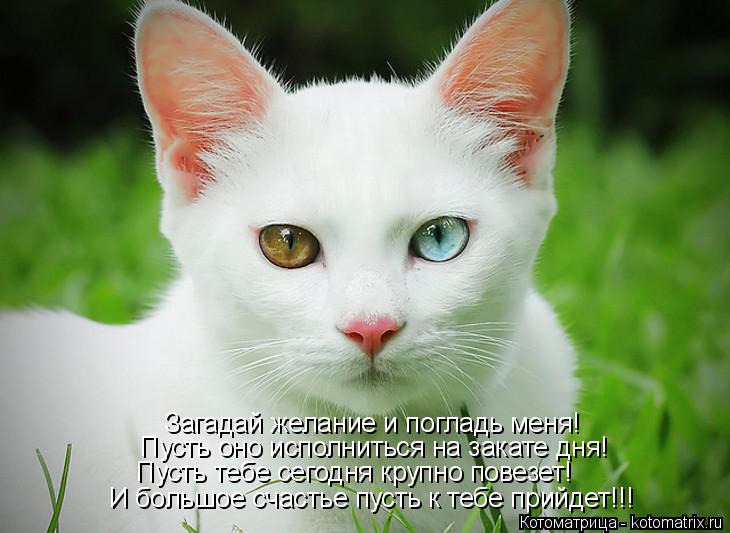 Котоматрица: Загадай желание и погладь меня! Пусть оно исполниться на закате дня! Пусть тебе сегодня крупно повезет! И большое счастье пусть к тебе прийд
