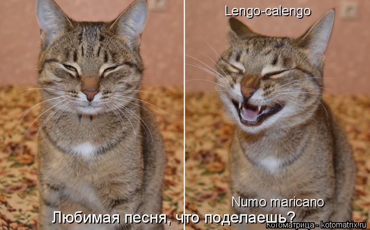 Lengo-calengo Numo maricano Любимая песня, что поделаешь?... Котоматрица: Lengo-calengo Numo maricano Любимая песня, что поделаешь?
