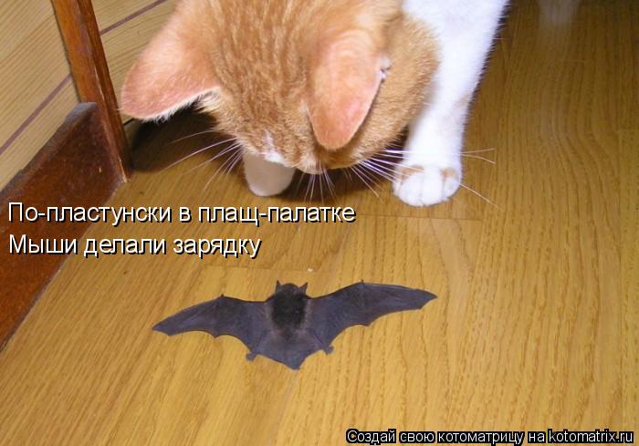 По-пластунски в плащ-палатке Мыши делали зарядку... Котоматрица: По-пластунски в плащ-палатке Мыши делали зарядку