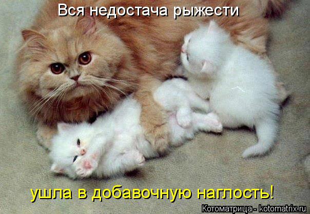 Котоматрица: Вся недостача рыжести ушла в добавочную наглость!