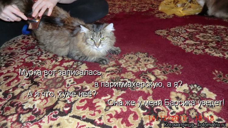 Котоматрица: Мурка вот записалась  в парикмахерскую, а я? А я что, хуже неё? Она же у меня Барсика уведет!