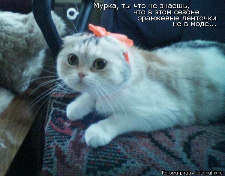 Котоматрица: Мурка, ты что не знаешь,  что в этом сезоне  оранжевые ленточки  не в моде...