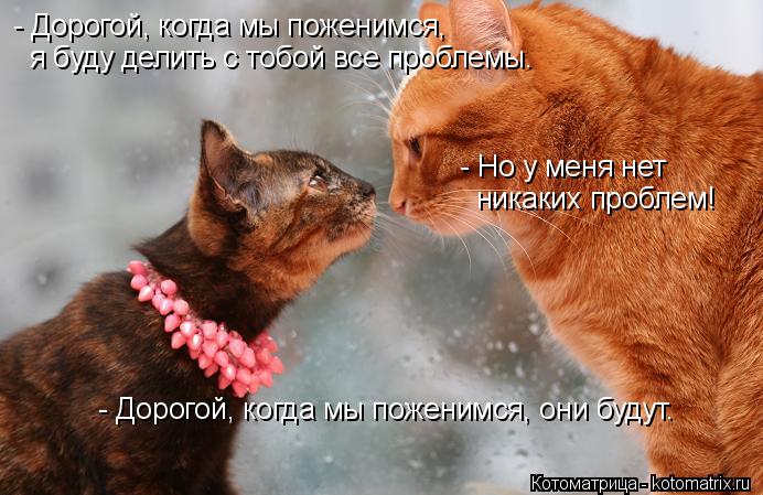 Котоматрица: - Дорогой, когда мы поженимся,  я буду делить с тобой все проблемы. - Но у меня нет  никаких проблем!  - Дорогой, когда мы поженимся, они будут.