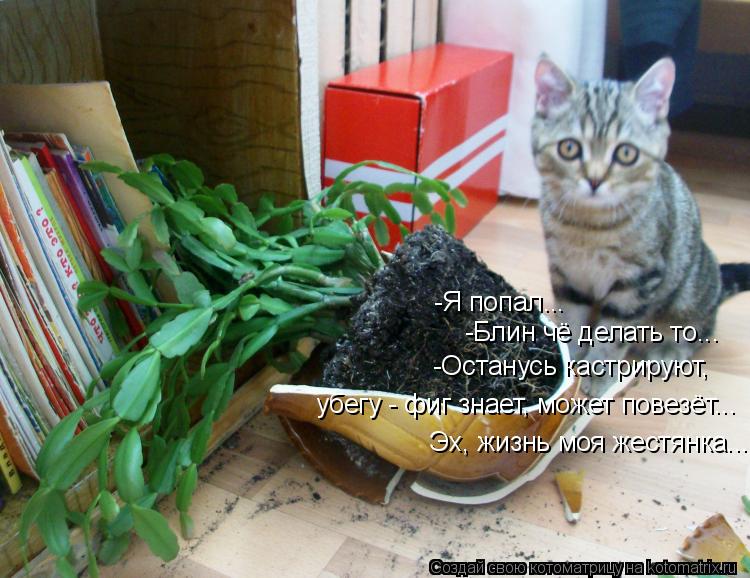 Котоматрица: -Я попал... -Блин чё делать то... -Останусь кастрируют,  убегу - фиг знает, может повезёт... Эх, жизнь моя жестянка...