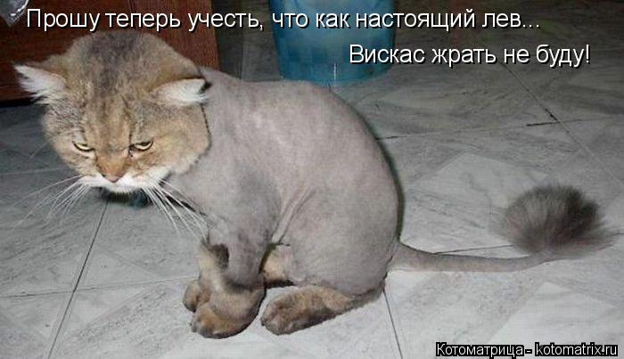 Котоматрица: Прошу теперь учесть, что как настоящий лев... Вискас жрать не буду!