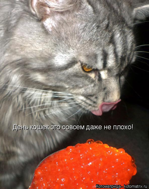 Котоматрица: День кошек это совсем даже не плохо!
