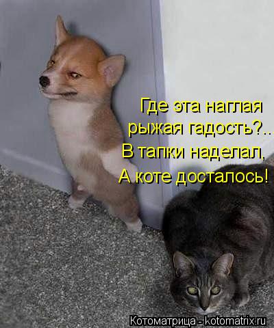 Котоматрица: Где эта наглая  рыжая гадость?... В тапки наделал, А коте досталось!