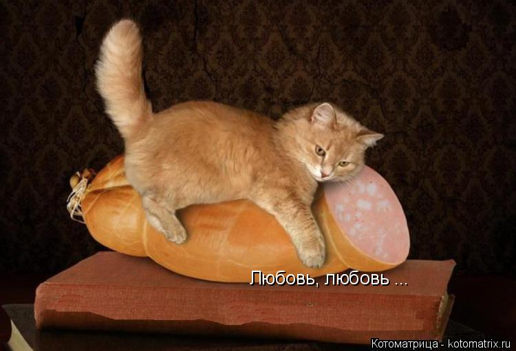Котоматрица: Любовь, любовь ...