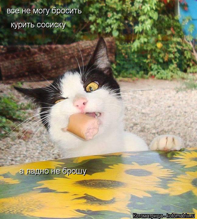 Котоматрица: все не могу бросить курить сосиску а ладно не брошу