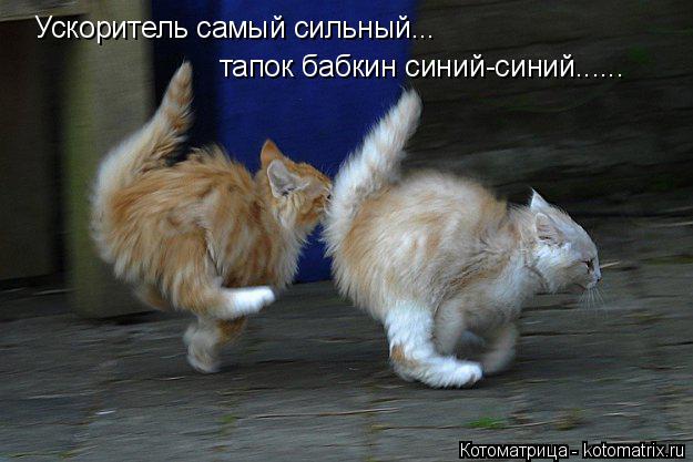 Котоматрица: Ускоритель самый сильный... тапок бабкин синий-синий......