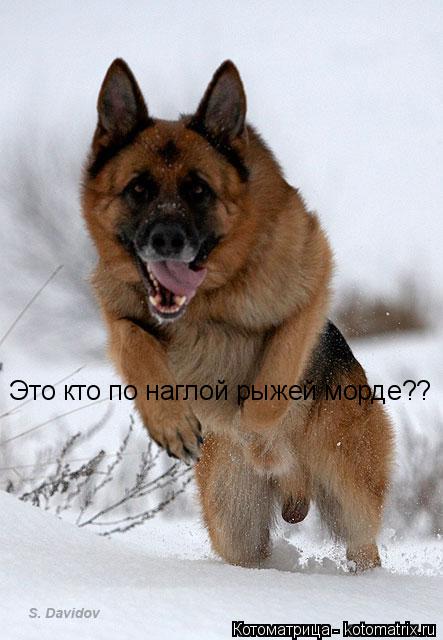 Это кто по наглой рыжей морде??... Котоматрица: Это кто по наглой рыжей морде??