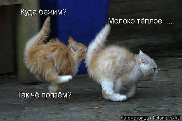Куда бежим? Молоко тёплое ..... Так чё ползём?... Котоматрица: Куда бежим? Молоко тёплое ..... Так чё ползём?