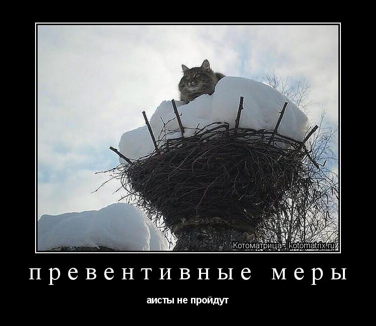 Котоматрица: превентивные меры  аисты не пройдут