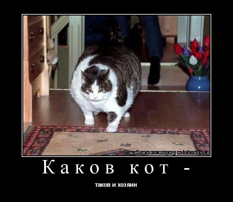 Каков кот - таков и хозяин... Котоматрица: Каков кот - таков и хозяин