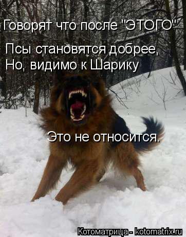Говорят что после "ЭТОГО" Псы становятся добрее, Но, видимо к Шарику Это не относится.... Котоматрица: Говорят что после "ЭТОГО" Псы становятся добрее, Но, видимо к Шарику Это не относится.