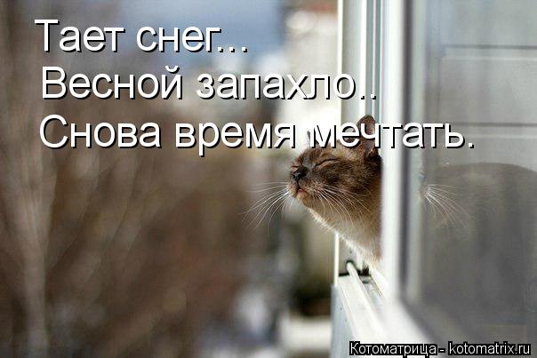 Котоматрица: Тает снег... Весной запахло.. Снова время мечтать.