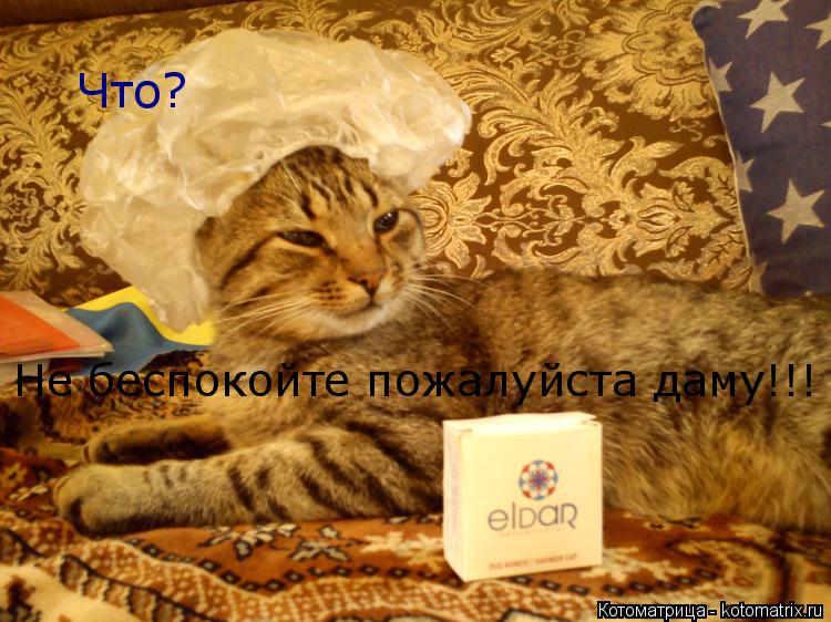 Что? Не беспокойте пожалуйста даму!!!... Котоматрица: Что? Не беспокойте пожалуйста даму!!!