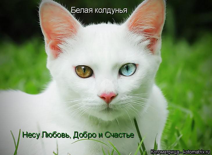Белая колдунья Несу Любовь, Добро и Счастье... Котоматрица: Белая колдунья Несу Любовь, Добро и Счастье