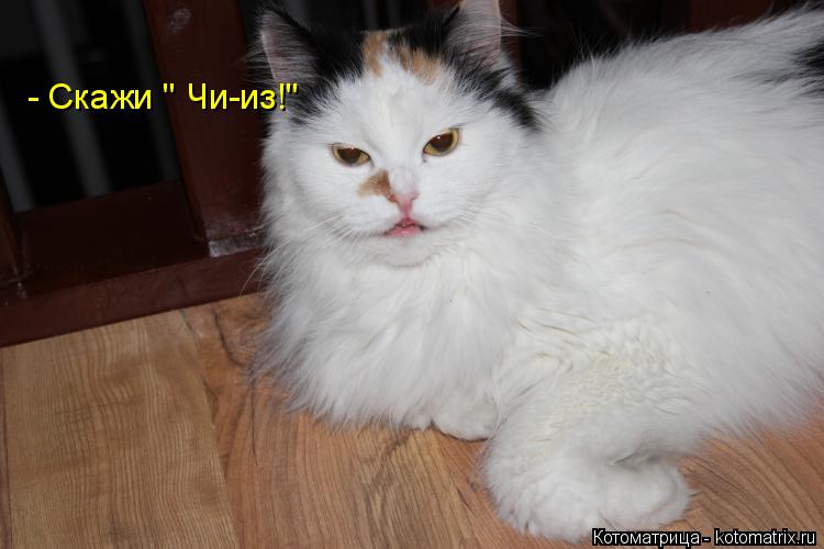 - Скажи " Чи-из!"... Котоматрица: - Скажи " Чи-из!"