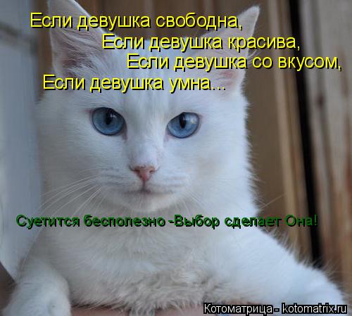 Котоматрица: Если девушка свободна, Если девушка красива, Если девушка со вкусом, Если девушка умна... Суетится бесполезно -Выбор сделает Она!