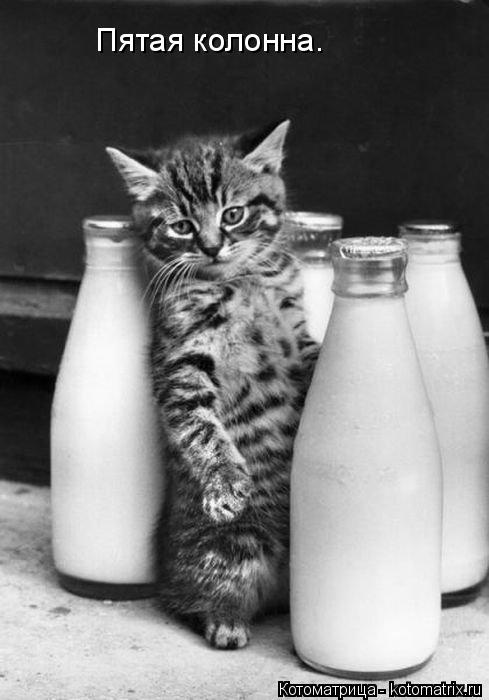 Пятая колонна.... Котоматрица: Пятая колонна.