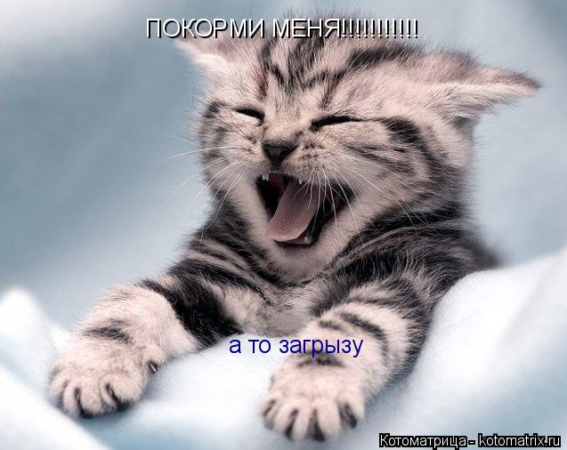 ПОКОРМИ МЕНЯ!!!!!!!!!!! а то загрызу... Котоматрица: ПОКОРМИ МЕНЯ!!!!!!!!!!! а то загрызу