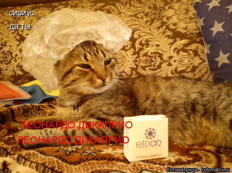 сириус да ты ЛЕОНАРДО ДИКАПРИО ЛЕОНАРДО ДИКАПРИО И... Котоматрица: сириус да ты ЛЕОНАРДО ДИКАПРИО ЛЕОНАРДО ДИКАПРИО И