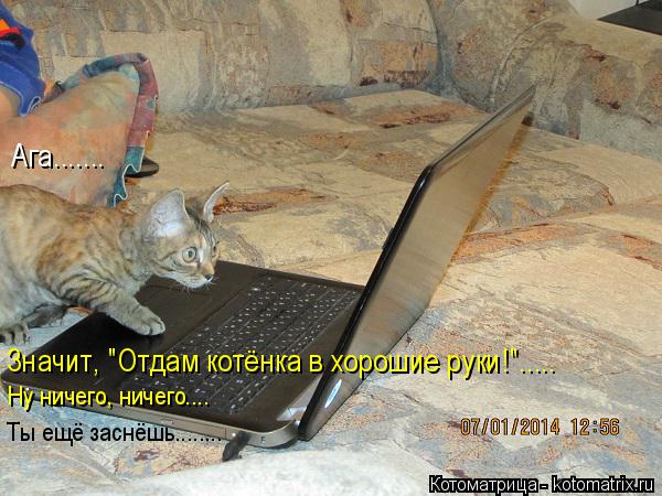Ага....... Значит, "Отдам котёнка в хорошие руки!"..... Ну ничего, ничего.... Ты ещё заснёшь........... Котоматрица: Ага....... Значит, "Отдам котёнка в хорошие руки!"..... Ну ничего, ничего.... Ты ещё заснёшь........
