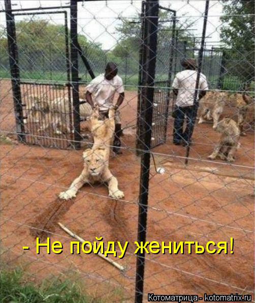 - Не пойду жениться!... Котоматрица: - Не пойду жениться!