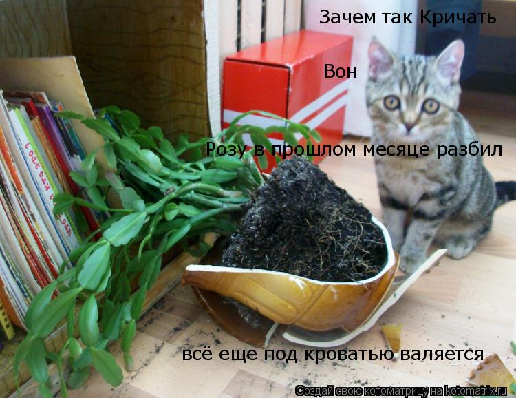 Котоматрица: Зачем так Кричать  Вон Розу в прошлом месяце разбил  всё еще под кроватью валяется