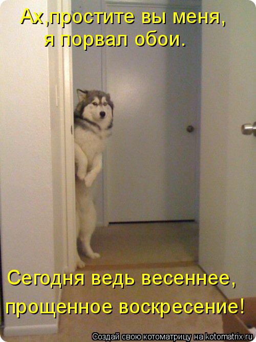 Котоматрица: Ах,простите вы меня, я порвал обои. прощенное воскресение! Сегодня ведь весеннее,