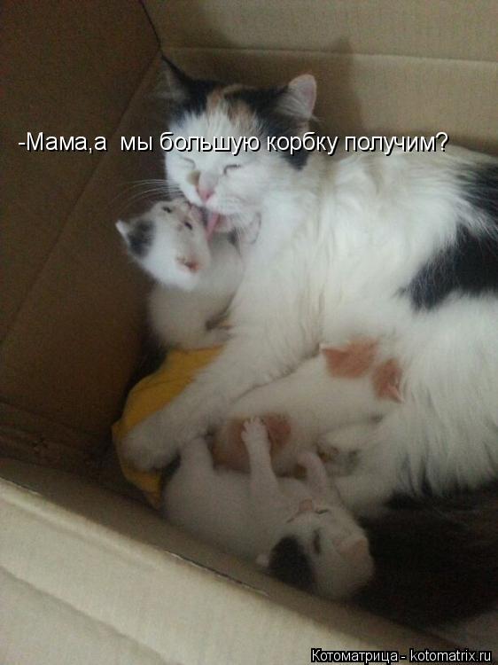 -Мама,а мы большую корбку получим?... Котоматрица: -Мама,а мы большую корбку получим?