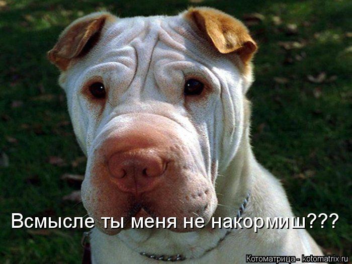 Всмысле ты меня не накормиш???... Котоматрица: Всмысле ты меня не накормиш???