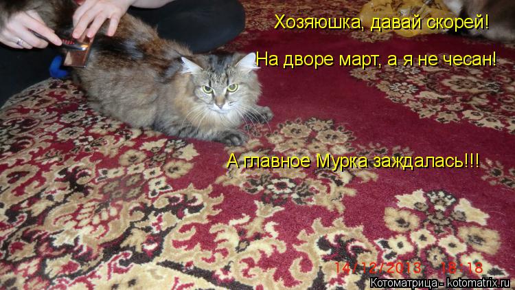 Котоматрица: Хозяюшка, давай скорей! На дворе март, а я не чесан! А главное Мурка заждалась!!!