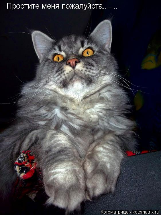 Котоматрица: Простите меня пожалуйста.......
